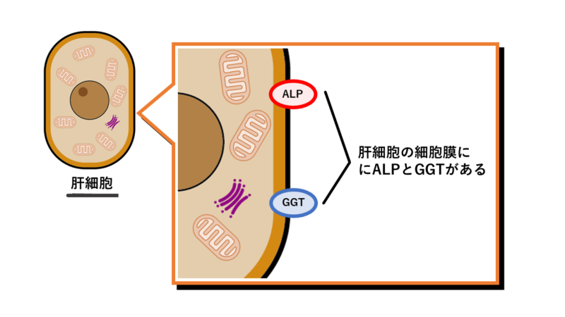 肝細胞の細胞膜にALPとGGTが存在する