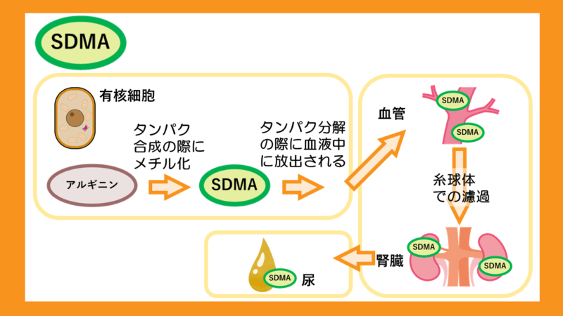 SDMAの代謝と排泄
