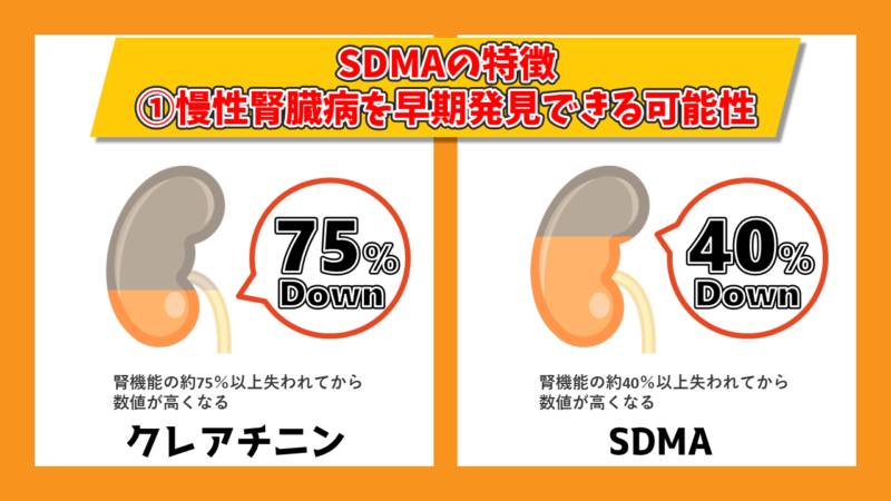 SDMAは約40％以上腎機能が失われてから数値が高くなる