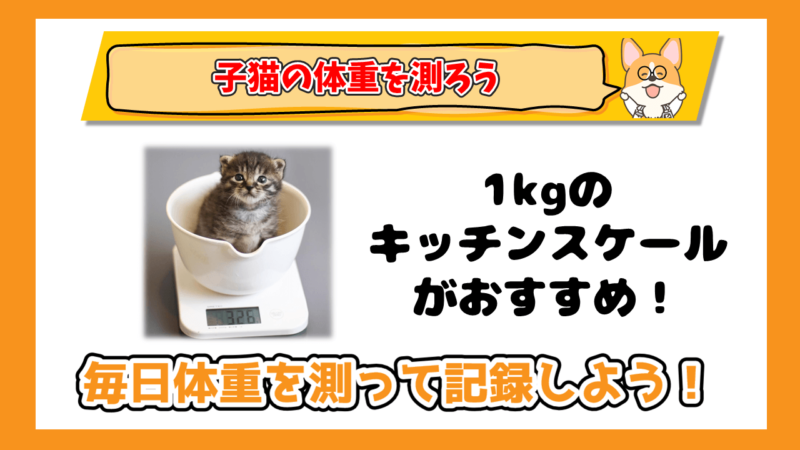 子猫の体重を測ろう1kgのキッチンスケールを使うのがおすすめ！