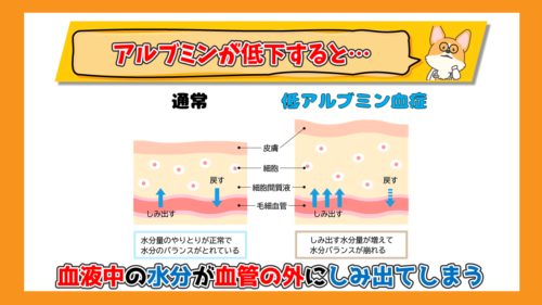 【獣医師解説】犬のアルブミン（Alb）の異常【原因と対策】