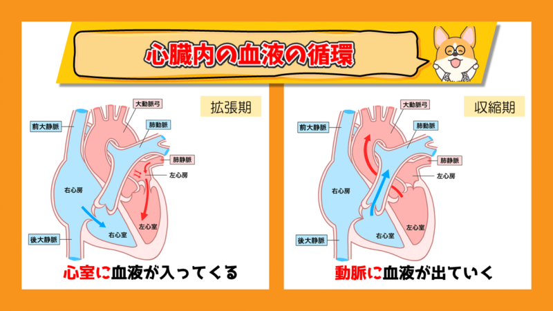 心臓内の血液の循環　拡張期と収縮期