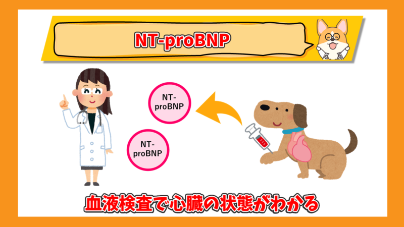 犬の僧帽弁閉鎖不全症　NT-proBNP