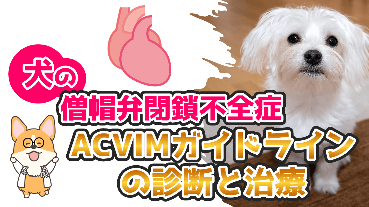 犬の僧帽弁閉鎖不全症　ACVIMガイドラインの診断と治療