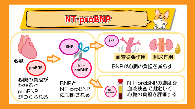NT-proBNPの生成
