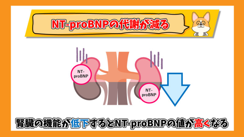 腎機能が低下するとNT-proBNPは高くなる
