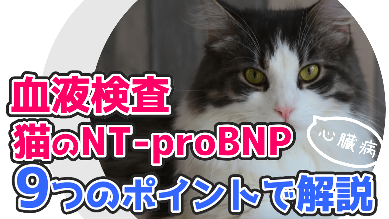 猫のNT-proBNP