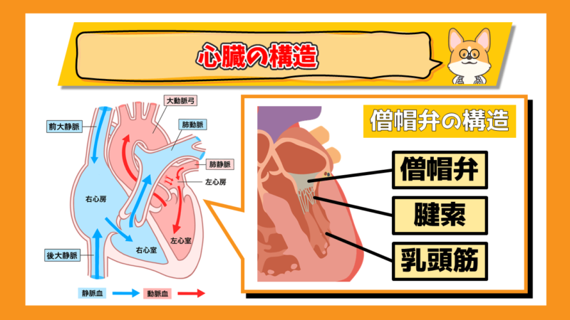 心臓の構造　僧帽弁の構造