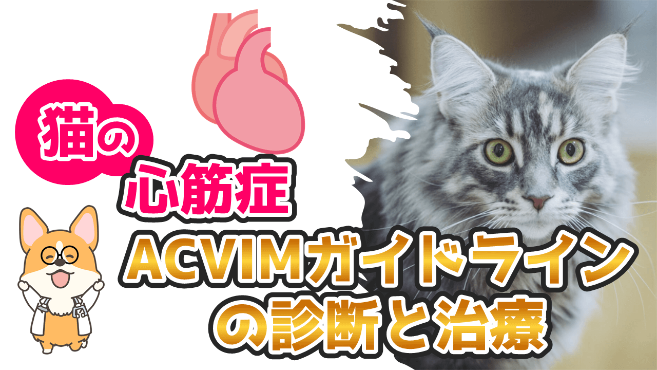 獣医師解説 猫の心筋症の診断と治療を解説 Acvim最新ガイドライン