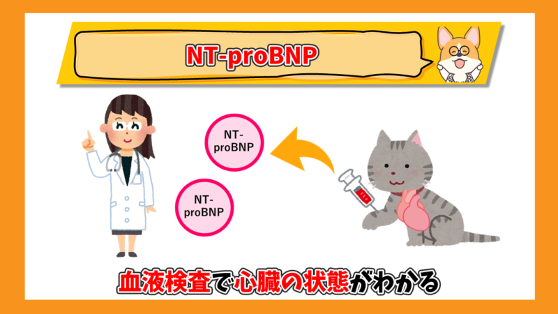 猫の心筋症　NT-proBNP