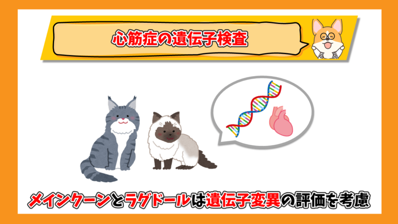猫の心筋症の遺伝子検査