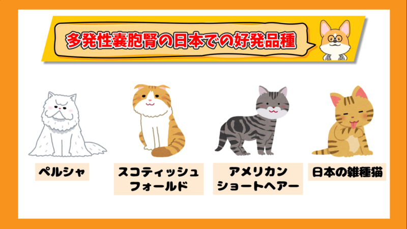 猫の多発性嚢胞腎　日本での好発品種