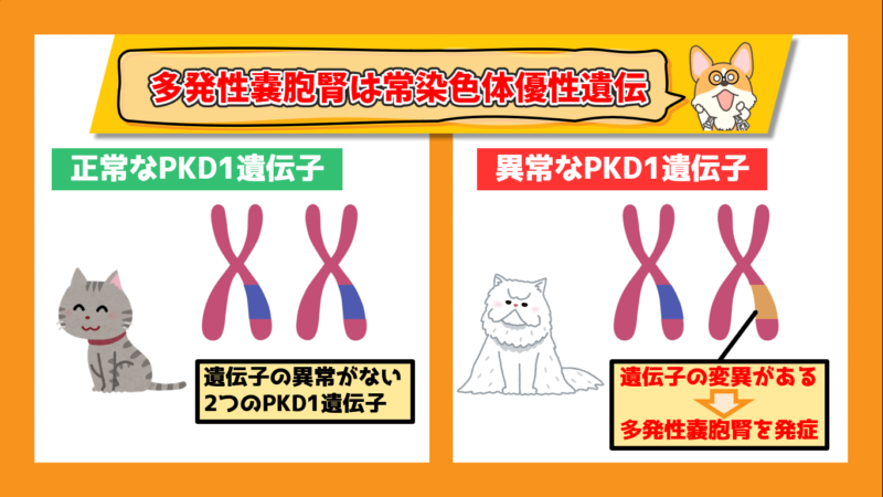 猫の多発性嚢胞腎　常染色体優性遺伝