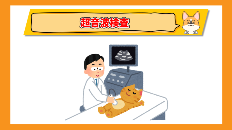 猫の超音波検査